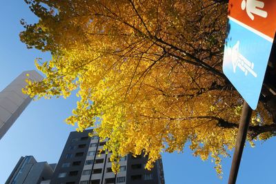 Low angle view of autumn tree against sky