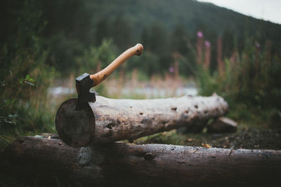 Close-up of old wooden log