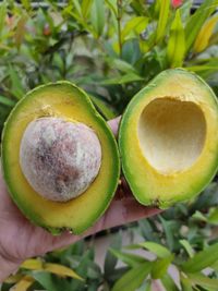 Close-up of hand holding fruit