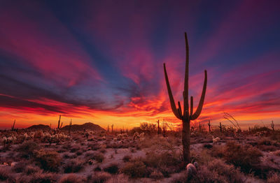 Silhouette cactus plants on field against dramatic sky during sunset