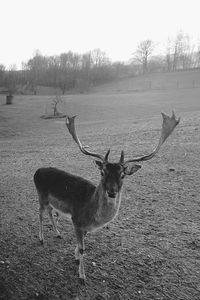 View of deer on field