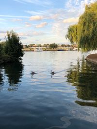 Ducks swimming in lake