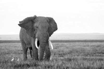 Elephant in a field