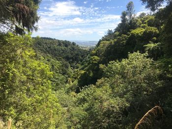 Scenic view of forest against sky