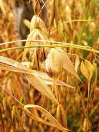 Close-up of snail on field