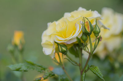 Close-up of yellow flowers