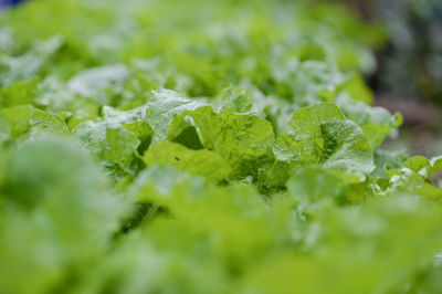 Close-up of fresh green leaves