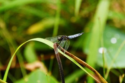 Close-up of insect on grass