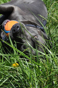 High angle view of dog on field