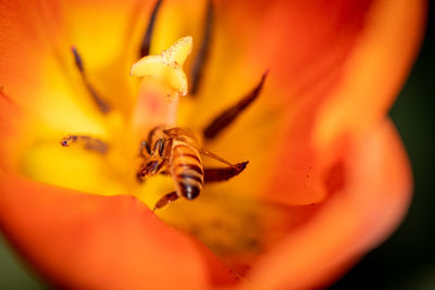 Close-up of bee pollinating on flower