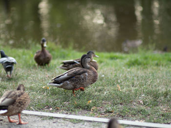 Ducks on a field