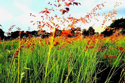 Scenic view of field against sky at sunset