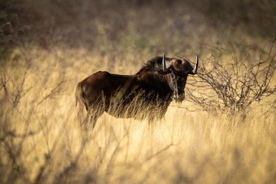 Black wildebeest stands watching camera in grass