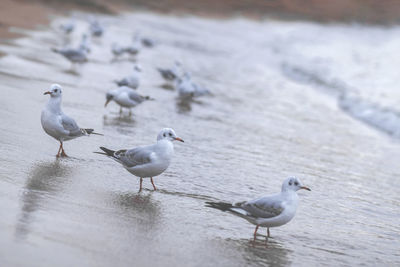 High angle view of seagulls on beach