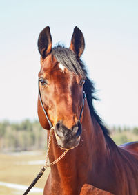 Close-up portrait of horse standing against clear sky
