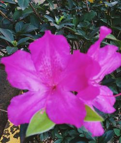 Close-up of pink flower