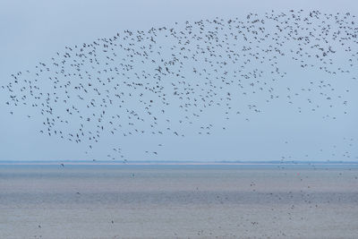 Birds flying over beach