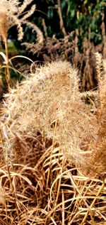 Close-up of dried plant on field