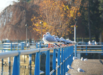 Bird perching on railing against water
