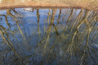 Close-up of reflection of plants in lake