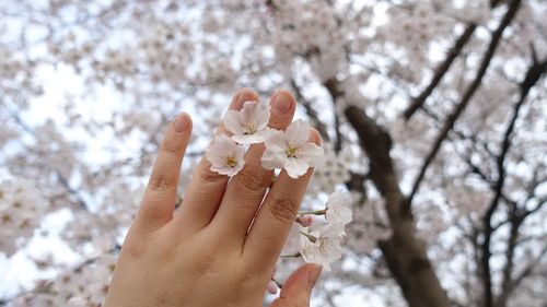 Close-up of cropped hand holding cherry blossoms