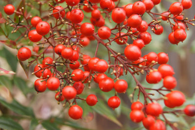 Close-up of red berries growing on tree