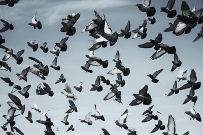 Pigeons flying