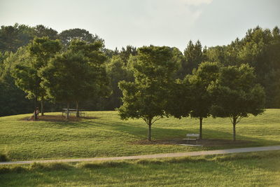 Trees on field against sky