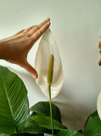 Close-up of hand holding plant