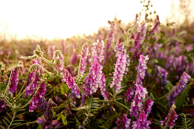 Close-up of purple flowering plants on field