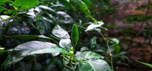 Close-up of raindrops on leaves