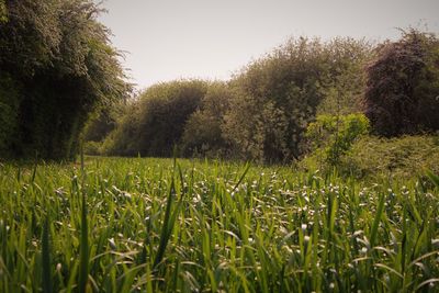 Scenic view of grassy field