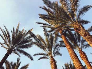 Low angle view of trees against clear sky