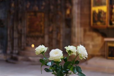 Close-up of white roses