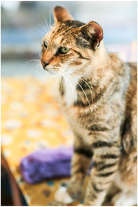 Close-up of a cat looking away