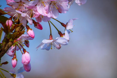 Close-up of pink cherry blossoms in spring