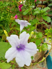 Close-up of purple flowering plants