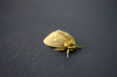 Yellow moth on gray background