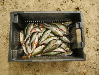 High angle view of fish on barbecue grill