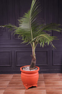 Potted plants on wooden floor