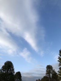 Low angle view of trees against sky