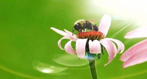 Close-up of bee pollinating on flower