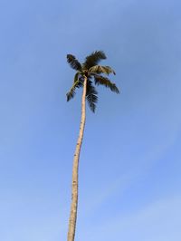 Low angle view of coconut palm tree against clear blue sky