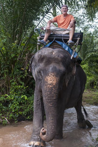 Portrait of senior man sitting on elephant amidst trees