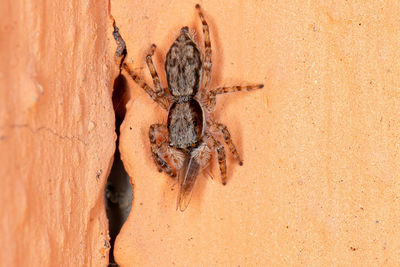 Close-up of spider on wall