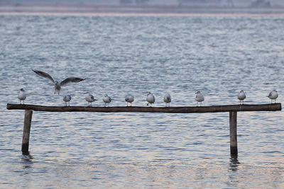 Seagulls perching on a sea
