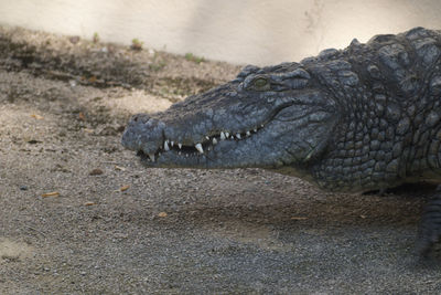 Side view of a reptile on land