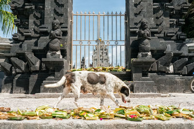 Dog standing in front of built structure