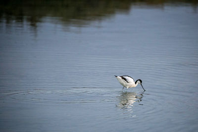 Birds in calm water