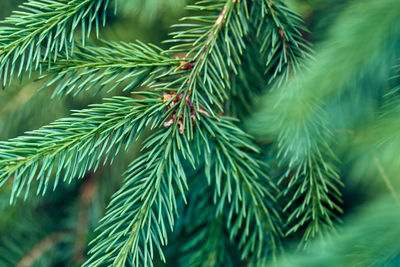 Fir tree branch close up. fluffy fir tree branch close up. christmas wallpaper concept.